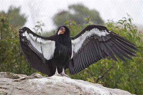 2 California Condor Chicks Hatch From Unfertilized Eggs Fascinating