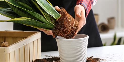 How To Take Care Of Plant When You Buy It Online Simdreamhomes