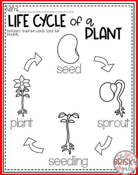 Life Cycle Of A Plant Kindergarten Worksheet