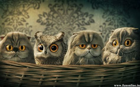Funny Owl Wallpaper 1280x800 13200