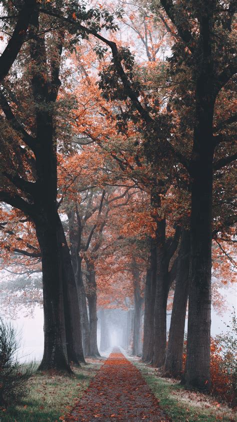 Download Wallpaper 1080x1920 Autumn Path Forest Trees Foliage