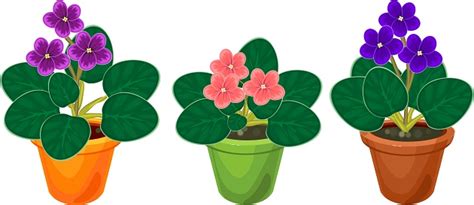 So many african violets look the same, and they all grow differently under different growing conditions. African Violets Plants With Flowers Of Different Colors In ...