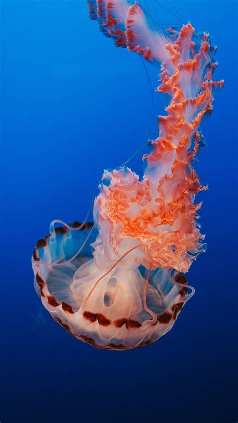 Jellyfish Sea Life Underwater Hd Phone Wallpaper Peakpx