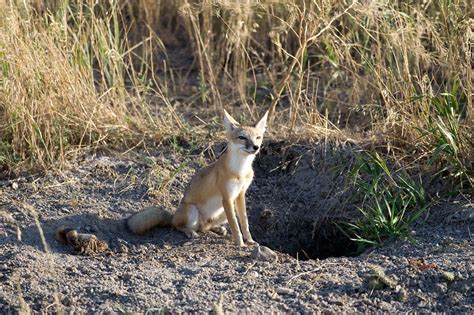 Swift Fox Projects And Programs American Prairie