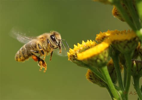 Mutualism is a common type of ecological interaction. pictures of 2012