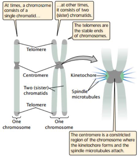 Eukaryotic Cell Reproduction Chromosome Structure Study Solutions