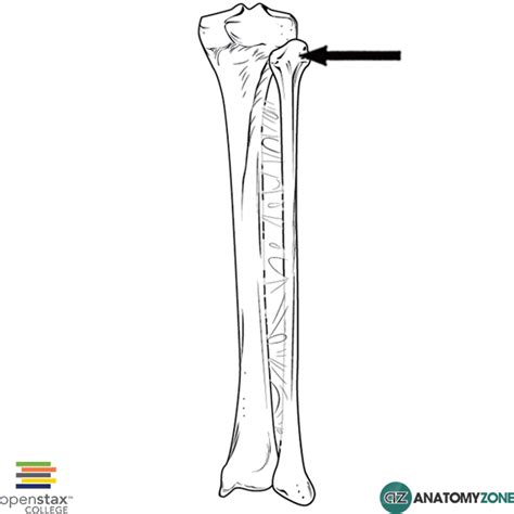 Head of Fibula • Musculoskeletal, Skeletal • AnatomyZone