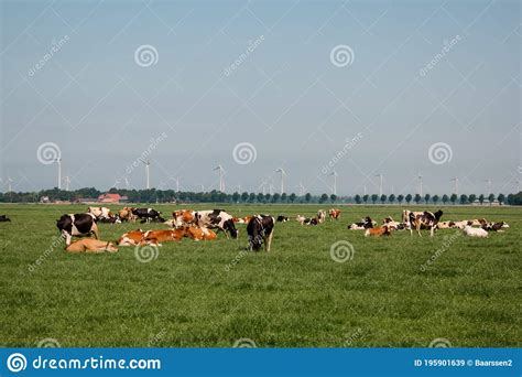 Dutch Brown And White Cows Mixed With Black And White Cows In The Green Meadow Grassland Urk