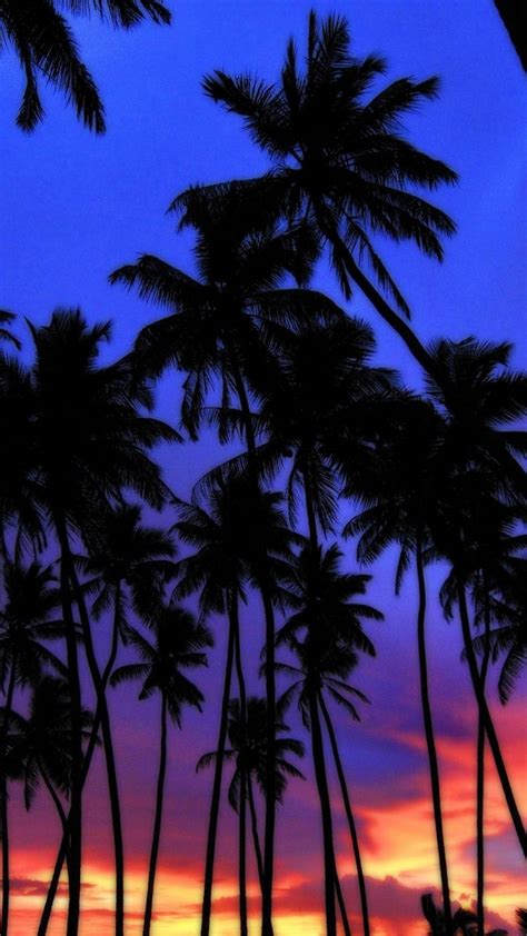 Top 999 Palm Tree Wallpaper Full Hd 4k Free To Use