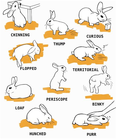 Rabbit Care: The Complete Guide | Pet bunny rabbits, Pet rabbit care