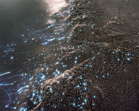 The Marine Creatures Lighting Up The Darkest Corners Of The Ocean — Big
