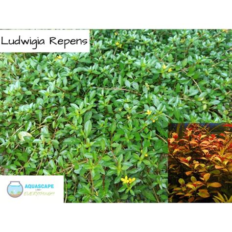 Ludwigia Repens Aquatic Plants For Aquarium Aquascape Stems