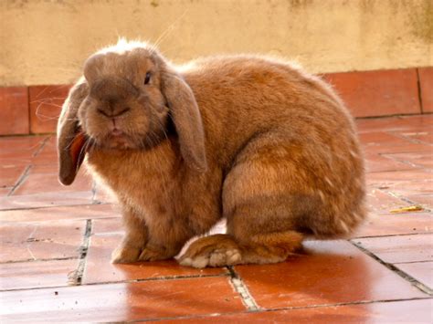 French Lop Rabbit Facts Temperament And Care With Pictures