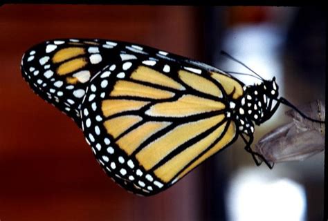 Monarch Butterfly File 2 Of 2 Monarch Butterfly Danaus Plexippus