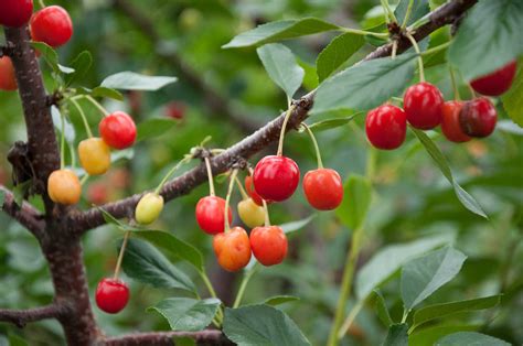 How To Grow Cherry Trees