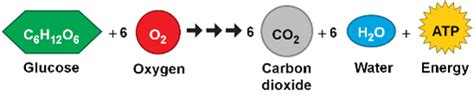 Aerobic respiration releases energy through the breakdown of glucose molecules, by combining them with oxygen inside living cells. How do the cells in your body get energy? - eNotes.com