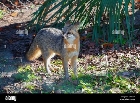Eastern Grey Fox Stock Photo Alamy