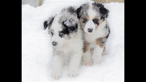 Slow Motion Aussie Shepherd Puppies Playing In The Snow Youtube