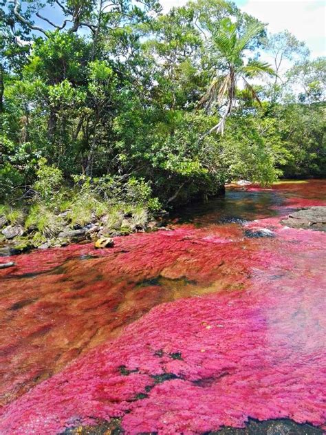 Caño Cristales Interesting Facts 2022