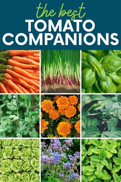 12 Evidence Based Companion Plants For Tomatoes Growfully