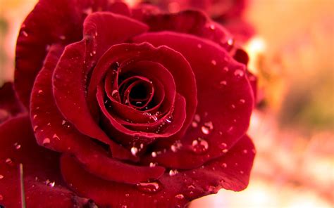 Beautiful Rose Photos Romantic Flowers Rose Roses In A Falling