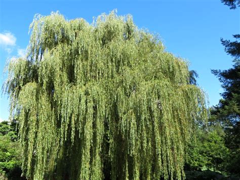 Salix alba, the white willow, is a species of willow native to europe and western and central asia. Pin on ! Plants Flowers and Trees Identification