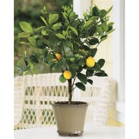 Improved Meyer Lemon Tree Approx 3 Ft Potted 3 Year Warranty