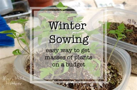 Winter Sowing Of Seeds Flower Patch Farmhouse