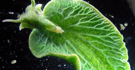 Biologando Ciências Na Prática Lesma Do Mar Faz Fotossíntese