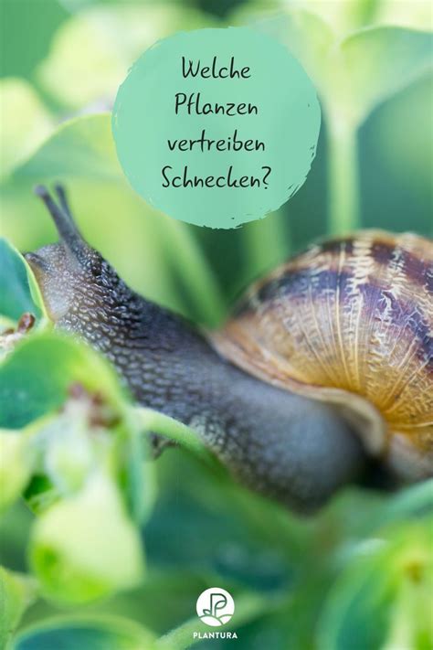 Check spelling or type a new query. Pflanzen gegen Schnecken: Was hilft wirklich | Pflanzen ...