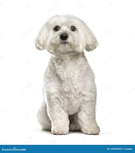 Maltese Dog 2 Years Old Sitting Against White Background Stock Photo