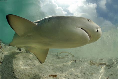 Lemon Sharks Return To Their Birthplace To Have Babies Live Science
