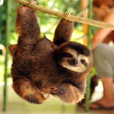 Ridiculously Photogenic Sloths 25 Pics Paresseux Animaux Tropicaux