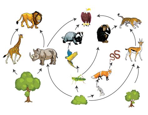 Food Chain Rainforest Animals