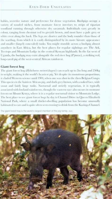 Bradt Wildlife Guide East African Wildlife Veldshopnl