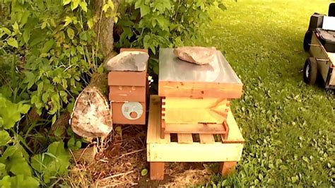 Direct Release Of Saskatraz Queen Into New Split Honey Bee Hive 3