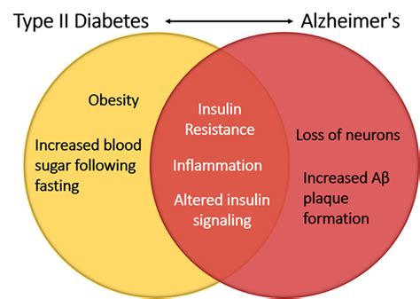 Insulin Signaling Linking Type Ii Diabetes And Alzheimers Disease