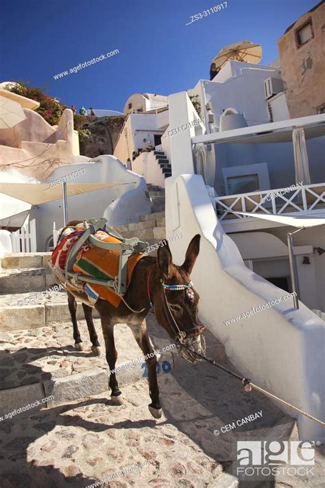 Donkey Going Down The Stairs In Oia Village Santorini Cyclades
