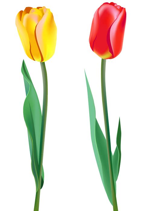 Free Spring Tulips Cliparts Download Free Spring Tulips Cliparts Png