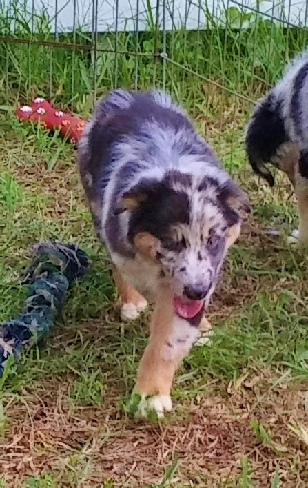 Shamrock Rose Aussies ﻿﻿﻿ Welcome To Shamrock Rose Aussies We Dont Have Any Puppies At