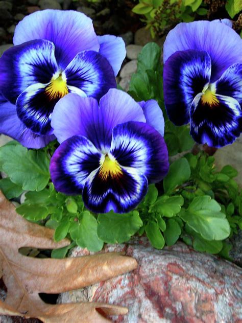 Pansies Photograph Smiling Faces Of Spring By Randy Rosenberger