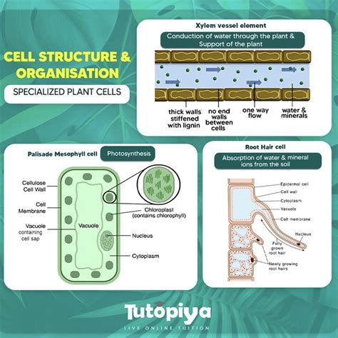 Unveiling The Secrets Of Specialized Plant Cell Structure And Functions