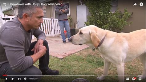 Here Is A Collection Of Cesar Millans Best Dog Training Videos On