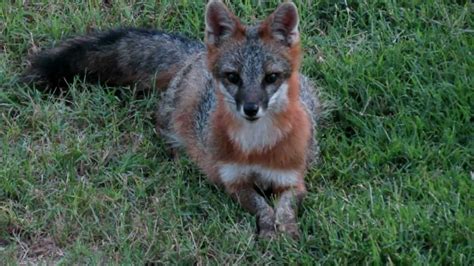 Vacation Gray Fox Outer Banks Corolla North Carolina Youtube