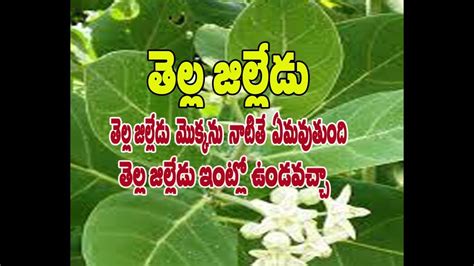 Tella Jilledu Is in your House or Not (OR Thella Jilledu Advantages in