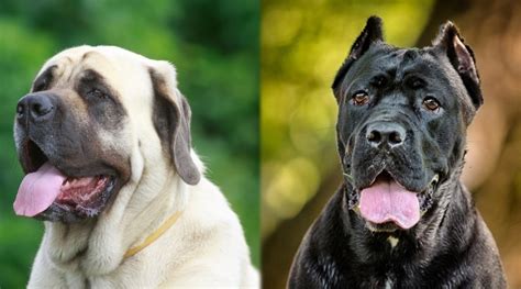 Is An Italian Mastiff The Same As A Cane Corso