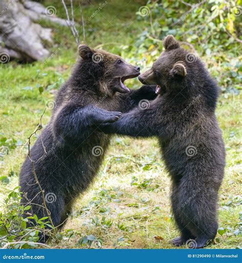 Two Brown Bear Cubs Play Fighting In Nature Stock Photo Image Of