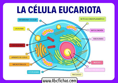 La Celula Eucariota Partes Abc Fichas Gambaran