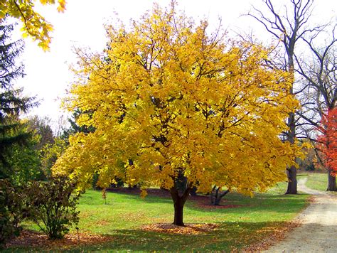 Yellow Maple Tree Free Stock Photo Public Domain Pictures