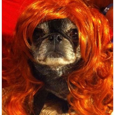 Ginger Spice Red Wig Ginger Spice Red Wigs Pets Animals